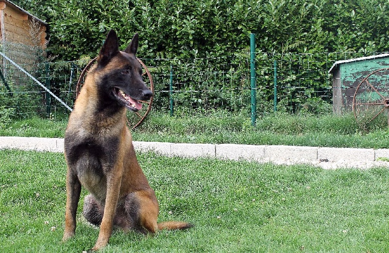Glock des gardiens de la morerie